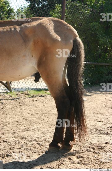 Leg Animation references Horse