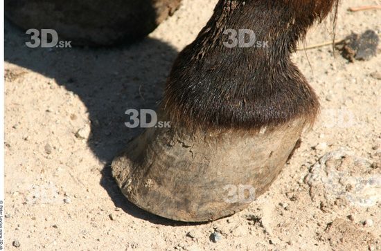 Foot Animation references Horse