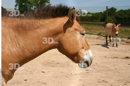 Head Animation references Horse