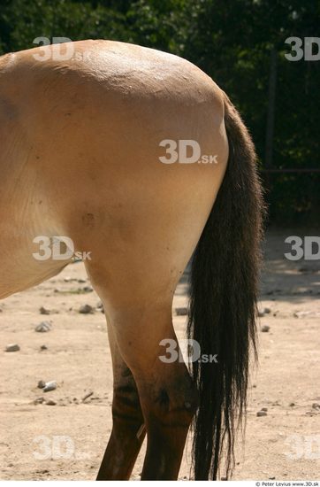 Thigh Animation references Horse