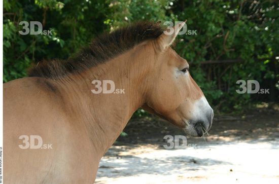 Head Animation references Horse
