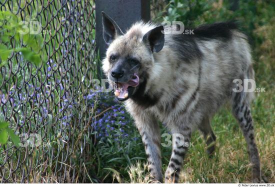 Whole Body Hyena