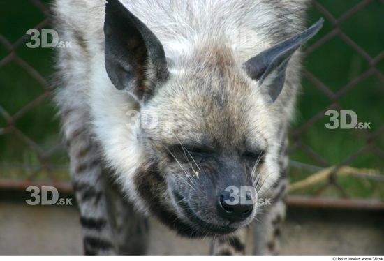 Head Hyena