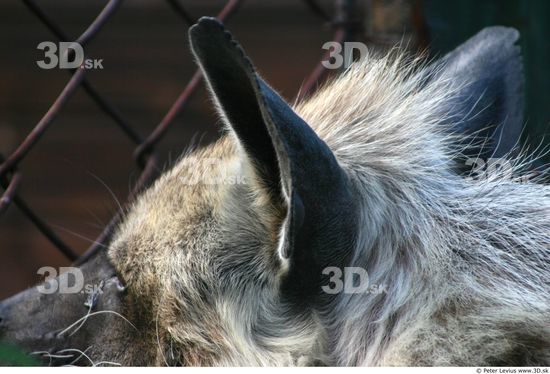 Ear Hyena