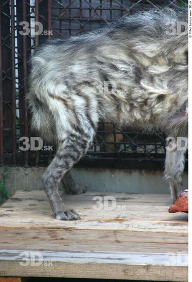 Belly Hyena