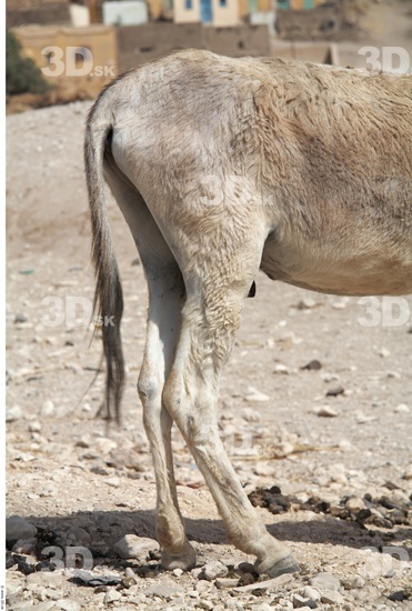 Leg Donkey
