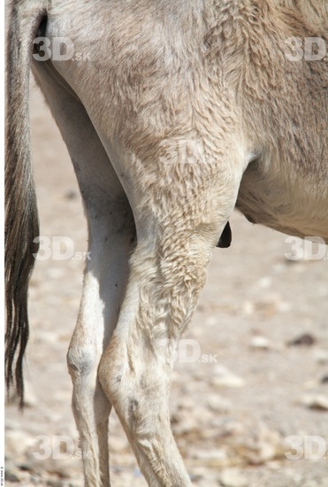 Thigh Donkey