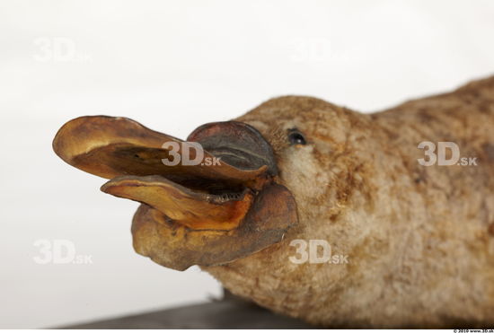 Head Duckbill