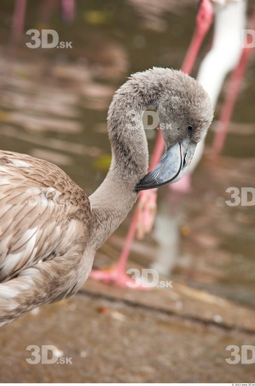 Head Flamingos