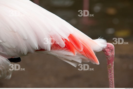 Whole Body Flamingos