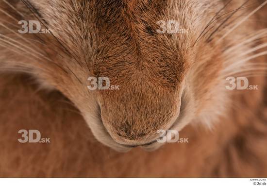 Nose Rabbit Animal photo references