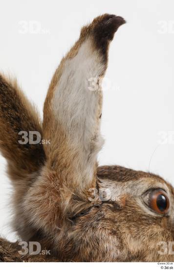 Ear Rabbit Animal photo references