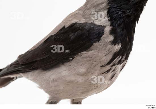 Chest Bird Animal photo references