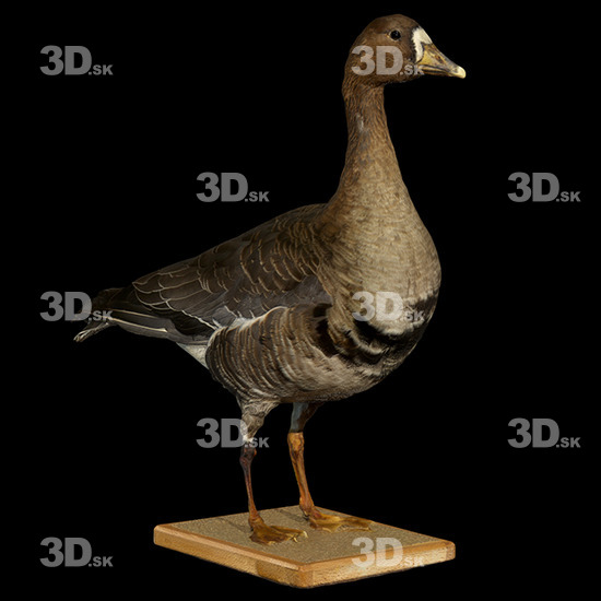 Goose 3D Scans
