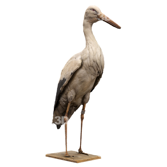 Stork 3D Scans