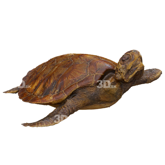 Turtles 3D Scans