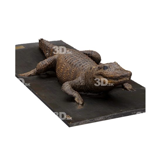 Crocodile 3D Scans