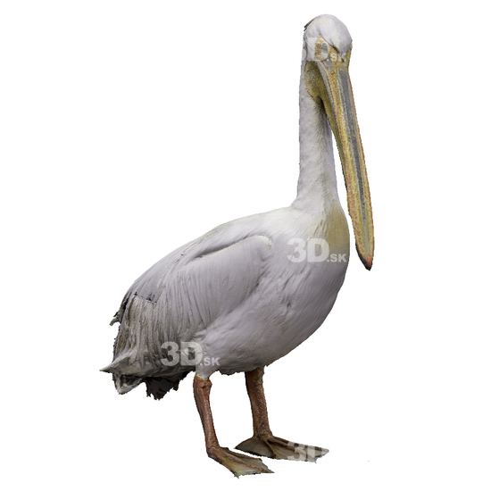 Pelican 3D Scans