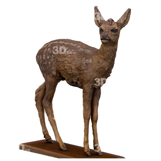 Deer 3D Scans