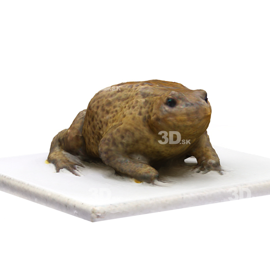 Toad 3D Scans