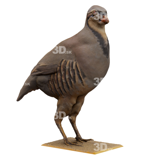 Bird 3D Scans