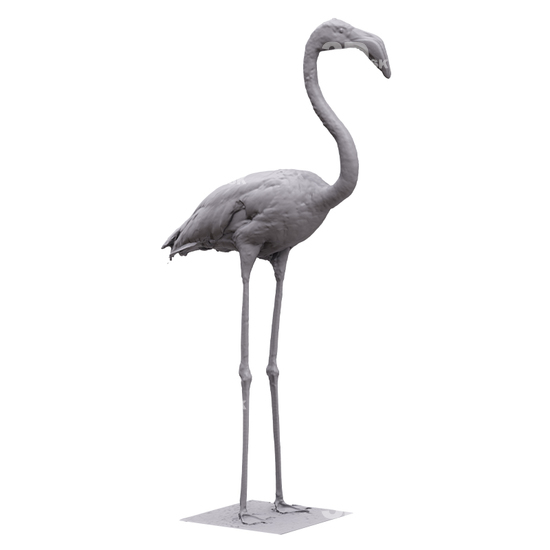 Flamingos 3D Scans