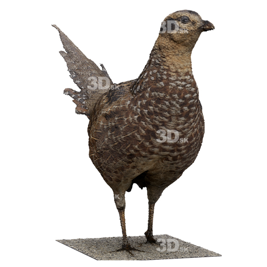Pheasant 3D Scans