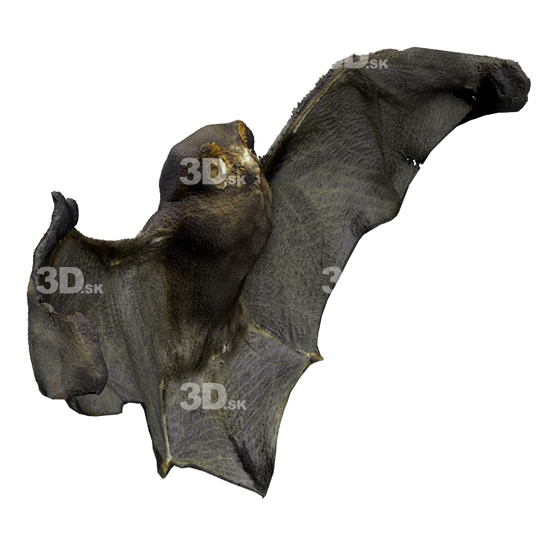 Bat 3D Scans
