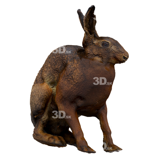 3D Scans Hare
