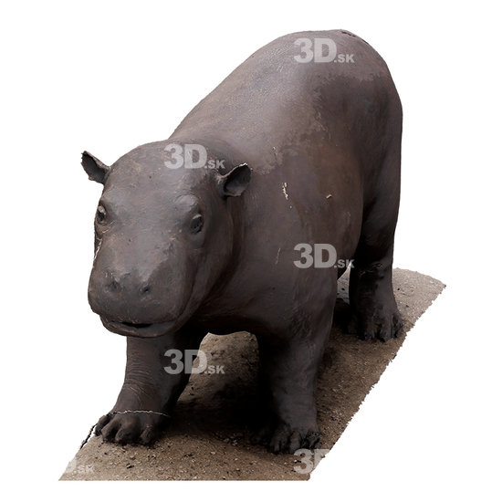 Hippopotamus 3D Scans