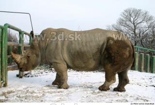 Rhinoceros 0011