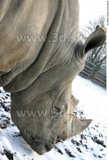 Rhinoceros 0012