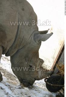Rhinoceros 0016