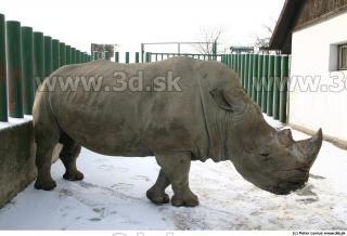 Rhinoceros 0017