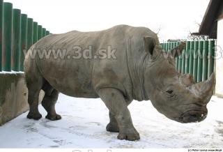 Rhinoceros 0018