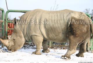 Rhinoceros 0023