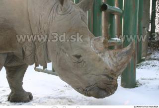Rhinoceros 0024