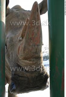 Rhinoceros 0028