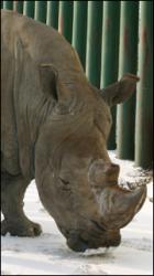 Rhinoceros poses