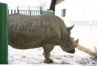 Rhinoceros poses 0020