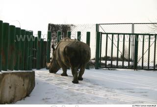 Rhinoceros poses 0024