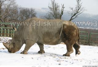 Rhinoceros poses 0026