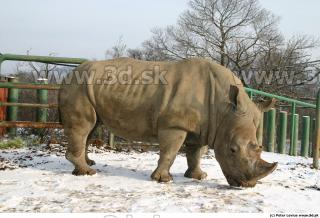 Rhinoceros poses 0028