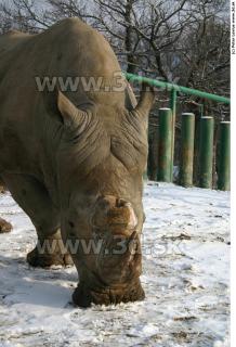 Rhinoceros poses 0029