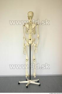 Skeleton 0005