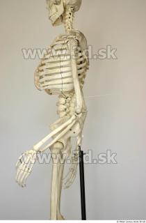 Skeleton poses 0002