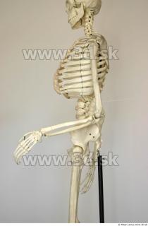 Skeleton poses 0003