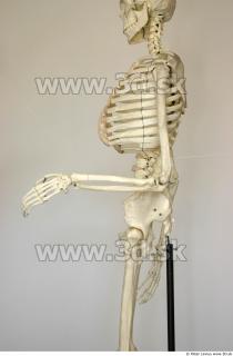 Skeleton poses 0004