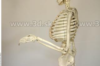 Skeleton poses 0006