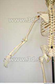 Skeleton poses 0010